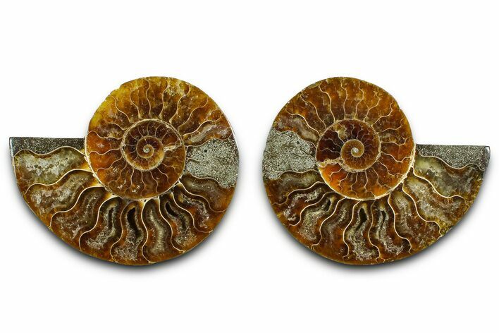 Cut & Polished Ammonite Fossil - Madagascar #377547